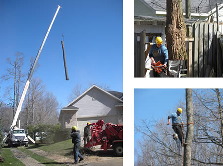 Tree Service Gallery