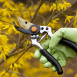 How To Prune Your Trees