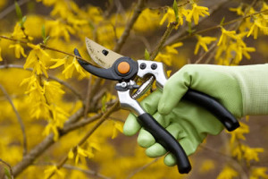 How To Prune Your Trees