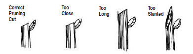 Pruning Cut Guide