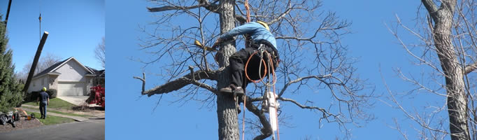 Toads Tree Service of West Olive