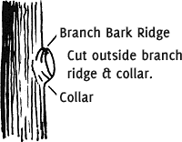 Tree Collar