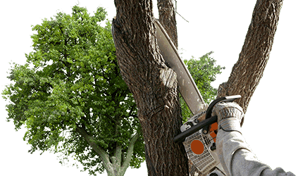 Tree Branch Trimming